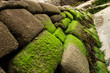 Photo : Algues vertes sur une digue Algues vertes sur une digue