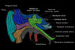 Human Ear structure