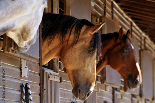 Photo: chevaux chevaux