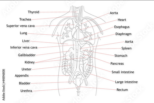 Illustration: Human Organs structure Human Organs structure