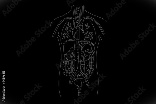 Illustration: Human Organs structure Human Organs structure