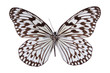Schmetterling
