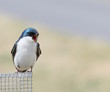 Photo: angry little bird angry little bird