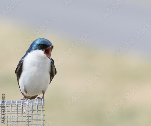 Photo: angry little bird angry little bird