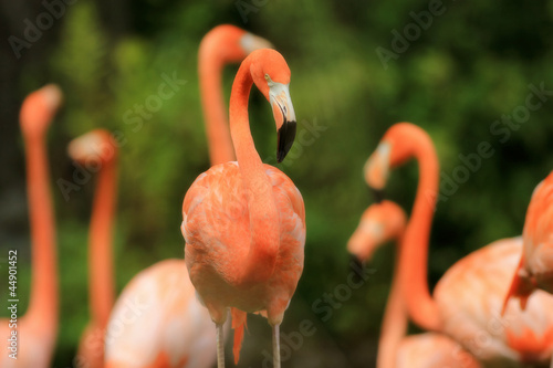 Photo: pink flamingo pink flamingo