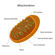 Mitochondrion, eps10