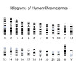 Human chromosome idiogram, eps8