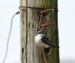 Photo: Fluffy bird on a wire Fluffy bird on a wire