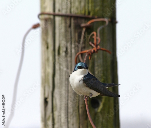 Photo: Fluffy bird on a wire Fluffy bird on a wire