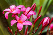 Pink fluted Hibiscus in the Monsoons