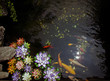 Colorful brocaded carps 