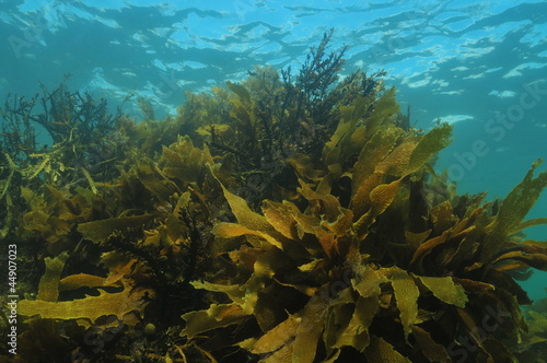 Photo: Kelp Kelp