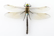 Dragonfly Anax parthenope isolated on white background