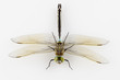 Dragonfly Anax parthenope isolated on white background