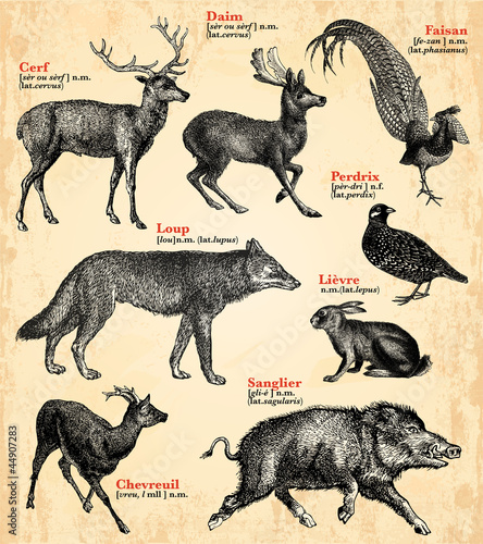Vector: Animaux de la fôret Animaux de la fôret