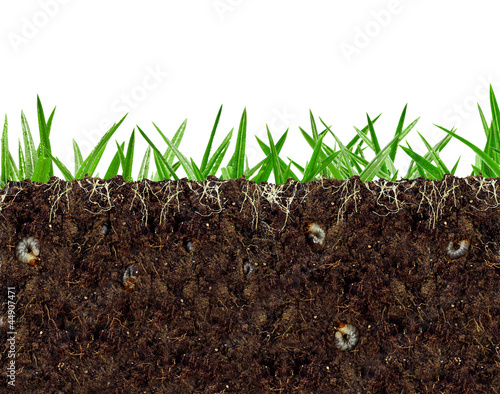 Photo: inside view of soil vital activity with roots and larvae inside view of soil vital activity with roots and larvae
