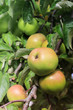 Apples on tree branch