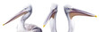 Dalmatian Pelican