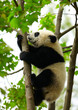 Giant panda baby over the tree