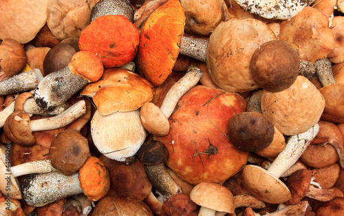 Photo: Mushrooms background Mushrooms background