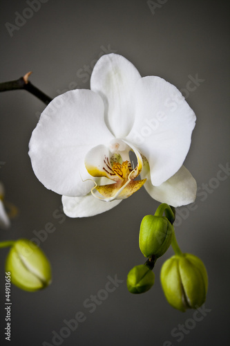 Photo: Orchidea Orchidea