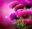 Aster Autumn Flowers Art Design