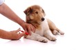 Entfernen von Zecken beim Hund