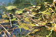 Weiher, Moor