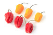 Habanero Chilis