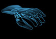 Glove (3D xray blue transparent)