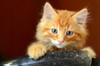 Curious Kitten With Copy Space