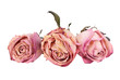 Rosed, isolated