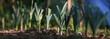 Plant de poireau