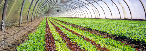 Photo: Salade sous serre Salade sous serre