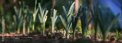 Photo: Plant de poireau Plant de poireau