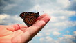Monarch Butterfly