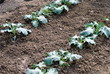 rows of organic cauliflower, in the field