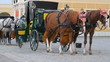 Carriage with horses for hire in Vienna