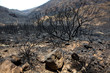 Photo: Black ashes of canary pine after forest fire at Teide Black ashes of canary pine after forest fire at Teide