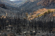 Black ashes of canary pine after forest fire at Teide