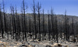 Photo: Black ashes of canary pine after forest fire at Teide Black ashes of canary pine after forest fire at Teide