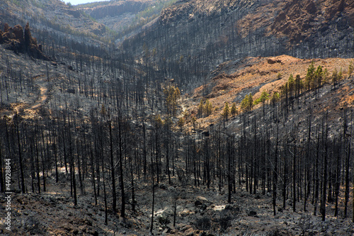 Photo: Black ashes of canary pine after forest fire at Teide Black ashes of canary pine after forest fire at Teide