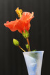 BLUMEN_0397_Hibiscus