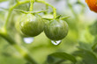 tomate grappe verte