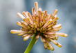 Dracaena plant