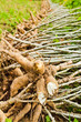 Cassava bulb and cassava tree on ground