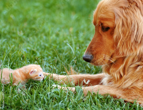 Photo: Dog and kitten Dog and kitten