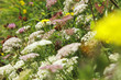 blumenwiese