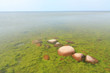 Stones in algas.