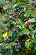 Zwergmispel - Cotoneaster